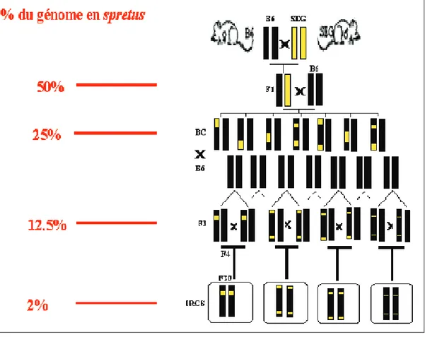 Figure 6 : Etablissement  des lignées IRCS créées à linstitut Pasteur.  Le premier croisement  entre le lignées  parentales B6 et SEG est suivi par deux backcross sur B6