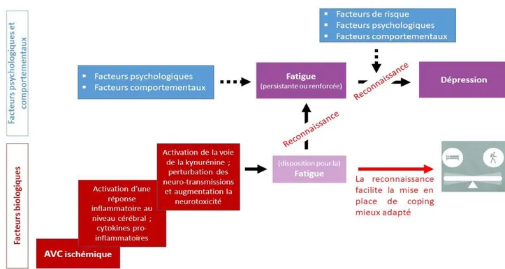 Figure 5. Modèle biopsychosocial de la dépression et de la fatigue post-AVC ischémique
