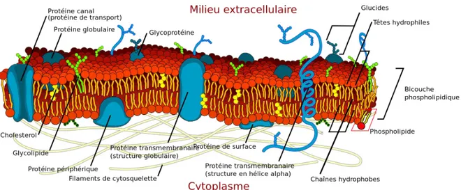 Figure 2.9 – Illustration de la composition d’une membrane plasmique. Tiré de wikipedia.org.