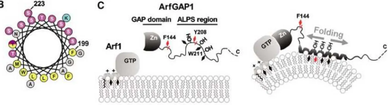 Figure 2.22 – Adsorption du motif ALPS à la surface d’une membrane cour- cour-bée. À gauche, la séquence du motif ALPS représentée en roue hélicoïdale avec les petits résidus polaires en mauve, les résidus chargés en bleu, les gros résidus hydrophobes en j