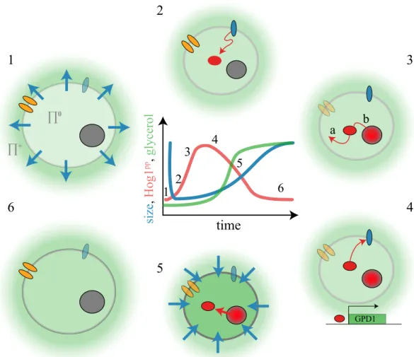 Figure : Events following an osmotic shock. e change of the cell size, the Hog phosphoryla-