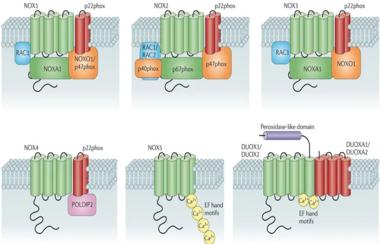 Figure  (8)  Subunit  composition  of  the  seven  mammalian  NADPH  oxidase  isoforms