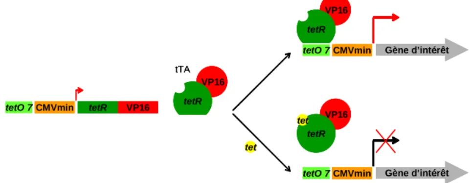 Fig. 2.1 – Système Tet-Off développé par Gossen et Bujard [239] : en absence de tétracycline,