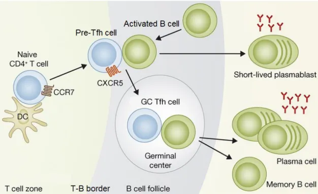Figure 2: Tfh cell differentiation in secondary lymphoid organs  Schema from Ma, Deenick, Batten and Tangye [33] 