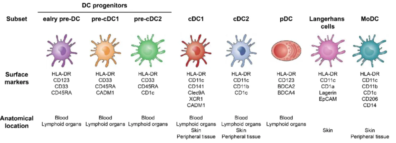 Figure 7: Human dendritic cell subsets 