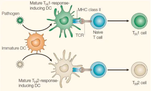 Figure 8: T helper polarization by dendritic cells depends on the type of pathogen they encounter  Illustration adapted from Kalinski and Moser [130] 