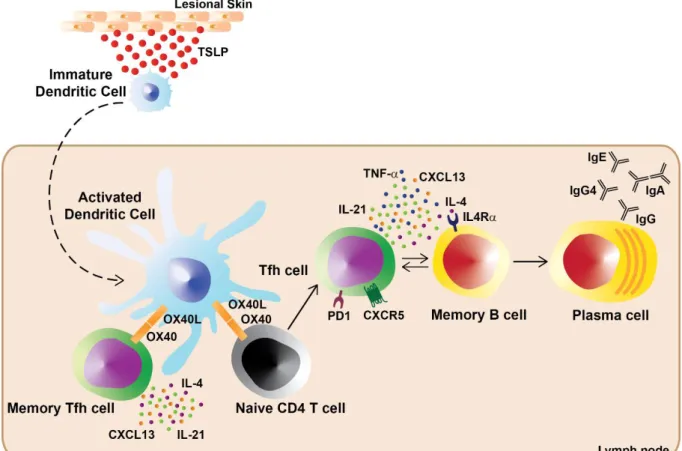Figure 13: TSLP-activated DC induce human Tfh cell differentiation through OX40L  Schema recapitulating major findings of the publication 