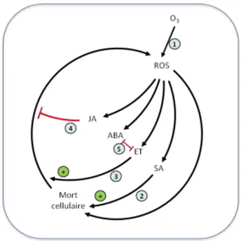 Figure 13. Le cycle oxydatif de la mort cellulaire.  