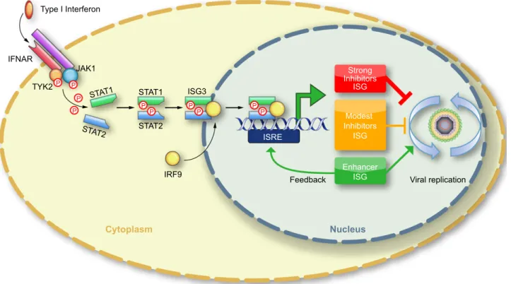 Fig. 1. New view of ISG’s function in viral replication. Interferon stimulated genes (ISG) can be divided in 3 groups: strong inhibitors, modest inhibitors or enhancers