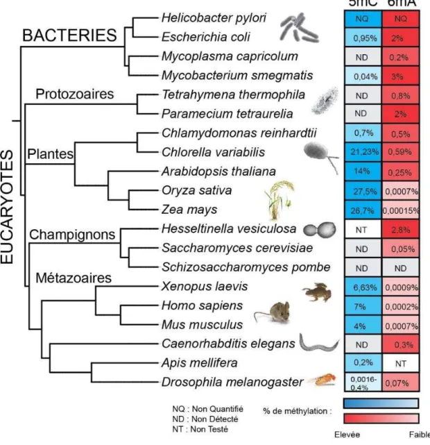 Figure 7 : Présence de méthylation des cytosines ou des adénines dans le monde vivant 
