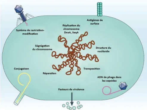 Figure 8 : Rôle de la méthylation des adénines chez les bactéries 