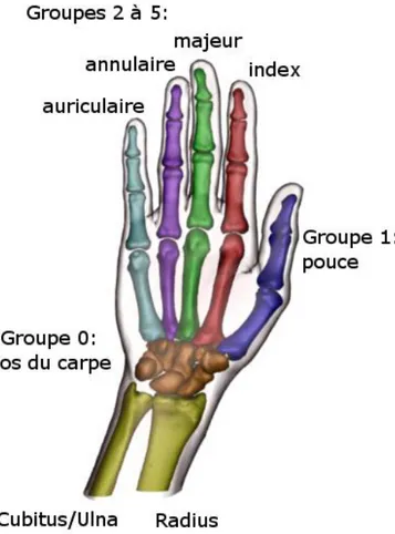 Figure I-1. Les os de la main répartis en six groupes. 