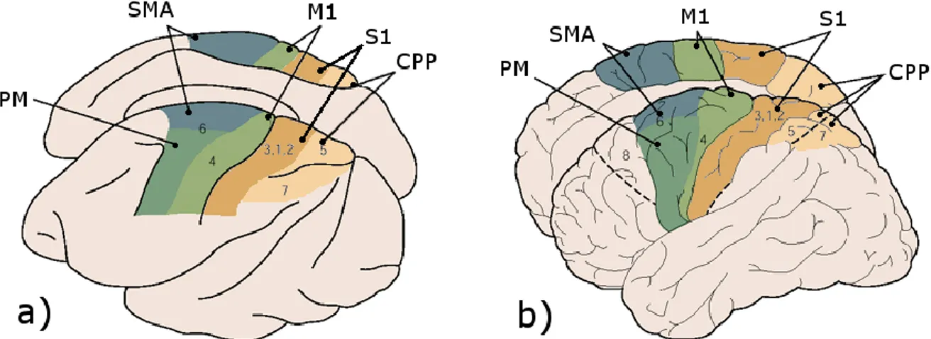 Figure I-11. Les correspondances établies à ce jour entre les circuits neuraux du macaque (a) et ceux de l’humain  (b)