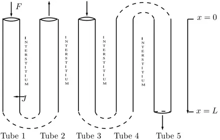 Figure 1.4  Représentation du modèle. Il est 
onstitué de 
inq tubes baignant dans l'inter-
