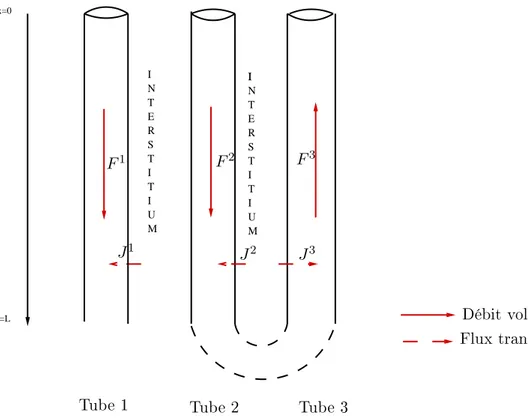 Figure 1.6  Modèle simplié du néphron : Les tubes sont imperméables à l'eau mais peuvent