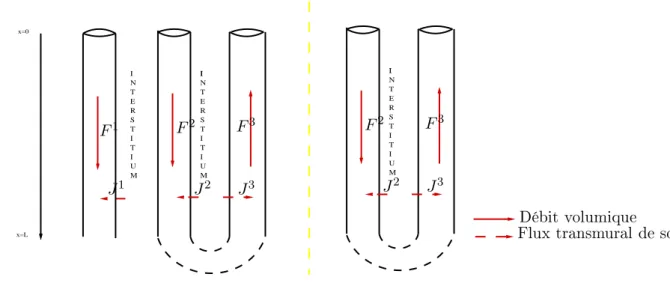 Figure 1.8  Deux ar
hite
tures possibles pour notre modèle simplié.