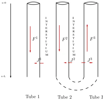 Figure 2.1: Simplied model of a nephron. T ubes are water-impermeable but 
an ex
hange