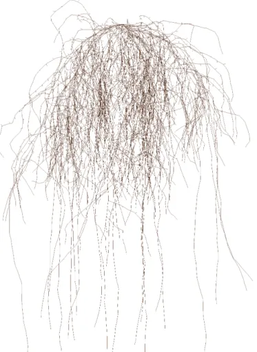 Figure 3.1 Example of a 20-days-old maize root system generated by RootBox composed of 10611 segments
