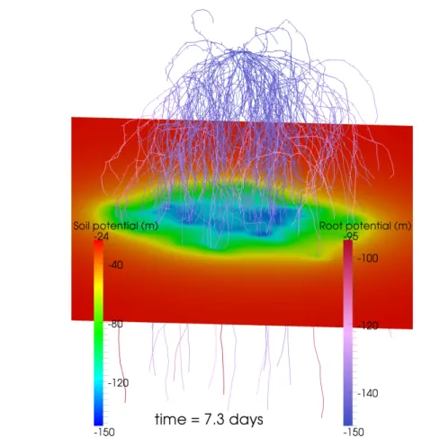 Figure 3.7 Root water potential h r defined on the tree-like network and slice of the soil water
