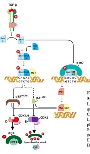 Figure  3  :  Interconnections  des  voies  pRB  et  MYC.   MYC  interagit  indirectement  avec  RB