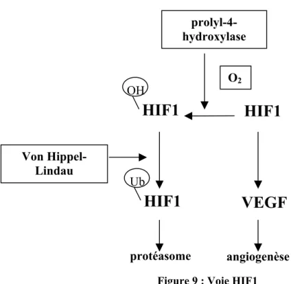 Figure 9 : Voie HIF1 