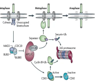 Figure 17 : Checkpoint mitotique. D’après [Schvartzman et al., 