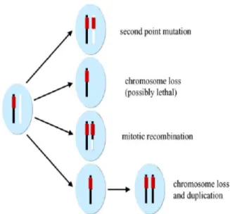 Figure  18:  Mécanismes  d’inactivation  d’un  gène 