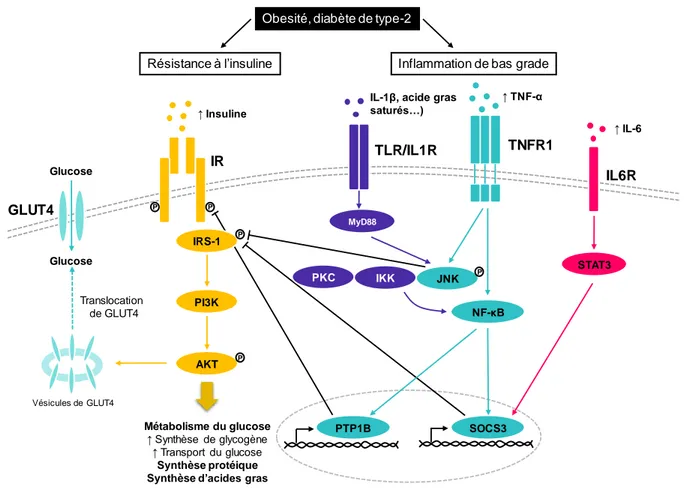 Figure 5. L'inflammation de bas grade dans l'obésité contribue à l'état d'insulino-résistance