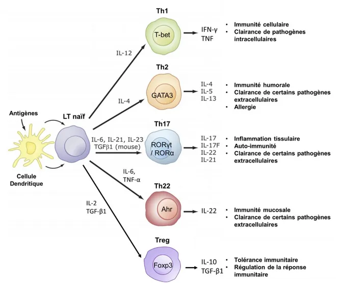 Figure 9. Influence de l’environnement cytokinique sur la différenciation des principales sous-
