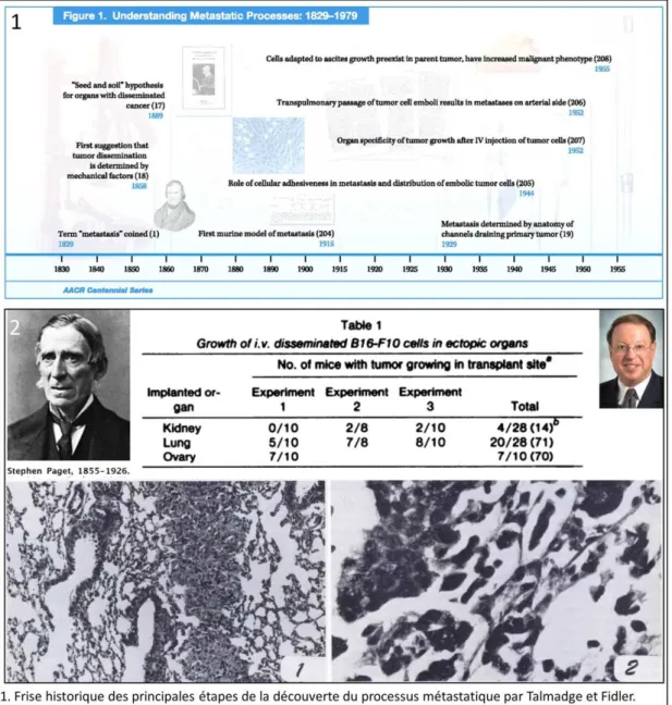 Figure 6 : Travaux ayant permis la compréhension du processus  métastatique et  de confirmer la théorie du « seed and soil »   