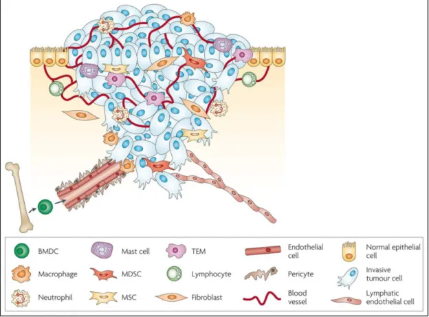 Figure 9 : Microenvironnement de la tumeur primaire selon Joyce and  Pollard [39] 