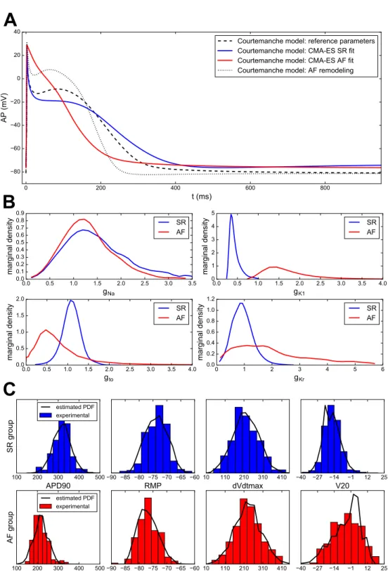 Figure 3.7: (A) CMA-ES parameter calibration of the Courtemanche model prior to the inverse procedure