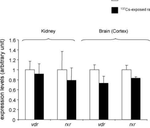 Fig. 3. mRNA level of Vitamin D target genes in rats exposed to cesium 137 ( 137 Cs). Relative mRNA expression levels of ecac1, 