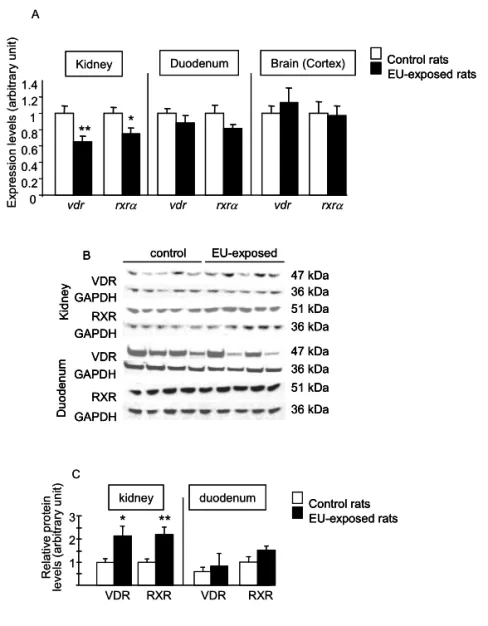 Figure 2. Effect of chronic EU ingestion on mRNA and protein expression levels of vitamin D  receptor and RXR α.