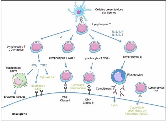 Figure  3.  Mécanismes  immunitaires  mis  en  jeu  contre  le  tissu  greffé  et  rôle  des  anticorps anti-CMH dans la reconnaissance des cellules de l’immunité