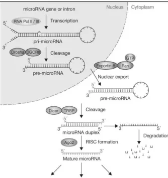 Figure  10.  Voie  de  synthèse  et  de  maturation  des  miARNs.  Une  fois  transcrit,  le  pri-miARN  est  clivé  par  Drosha  et  exporté  dans  le  cytoplasme