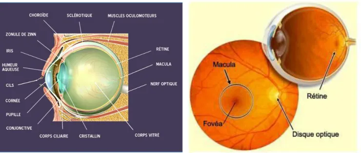 Figure 1A : Anatomie de l’œil humain. Parmi ces organe,  la   rétine intervient principalement  dans le traitement des rayons  lumineux grâce aux cônes et aux bâtonnets.