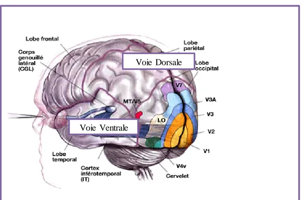 Figure 3 : Les aires visuelles et les deux voies parallèles (dorsale – pariétale - 