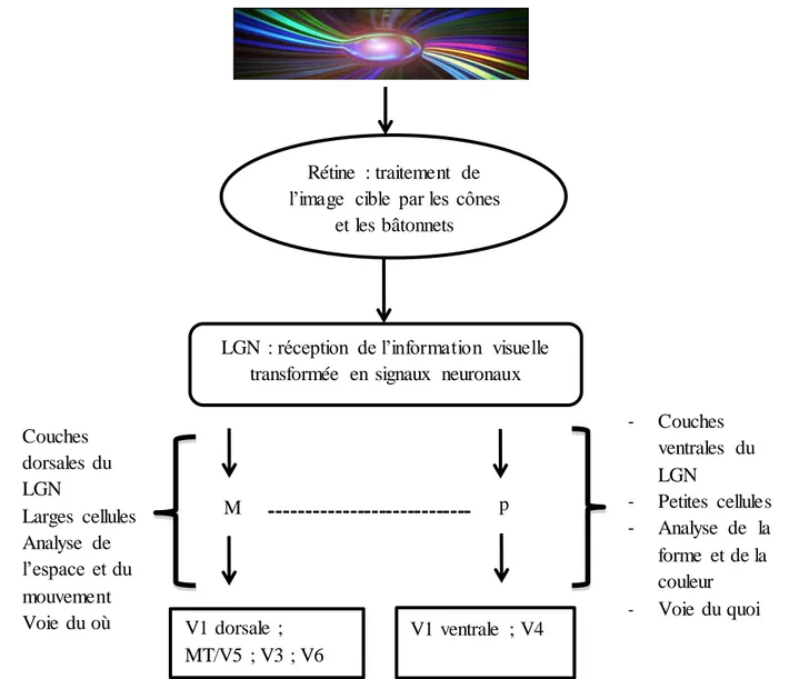 Figure 4 :  L’image traitée par la rétine arrive au niveau du LGN et parcours soit la voie dorsale  magnocellulaire, soit la voie ventrale parvocellulaire  pour arriver dans les aires visuelles