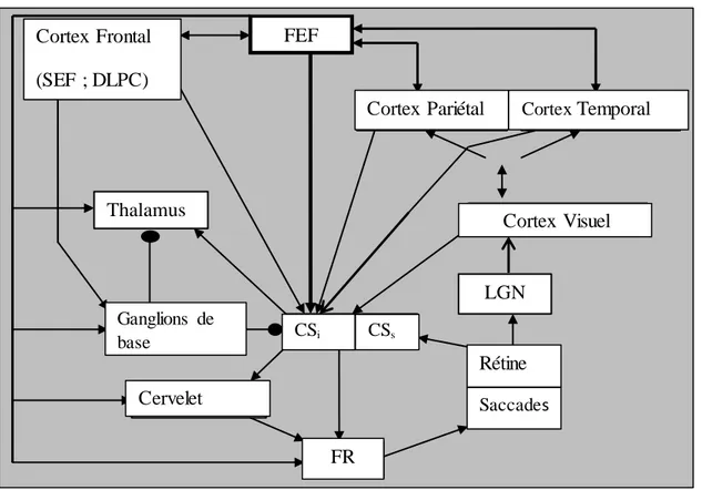 Figure  7 :  Circuit  de  communication entre les aires visuelles, corticales et sous-corticales pour la génération des saccades:  adaptation  de Munoz &amp; schall (1997)