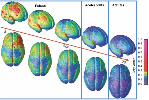 Figure 10 :  Vue du cortex cérébral montrant la maturation de la matière grise chez des sujets de 5 à  20 ans (extrait de Gotgay et al., 2004)