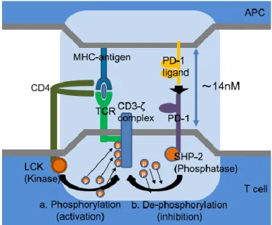 Figure  3  :  Adapté  de  (Chikuma  2016) ,  mécanisme  d’inhibition  des  LT  par  PD-1