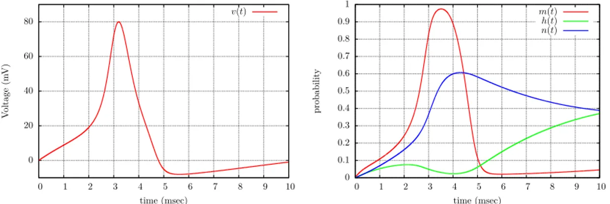 Figure 1 – Simulated trajectory of the membrane potential v (left) and of the corresponding gates m, h and n (right) in the deterministic Hodgkin-Huxley model (1) with a constant applied current Iptq “ 10 and initial condition pv, m, h, nq “ p0, 0, 0, 0q.
