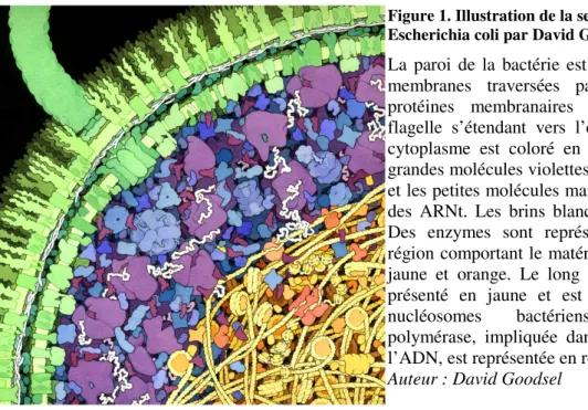 Figure 1. Illustration de la section d'une bactérie  Escherichia coli par David Goodsell