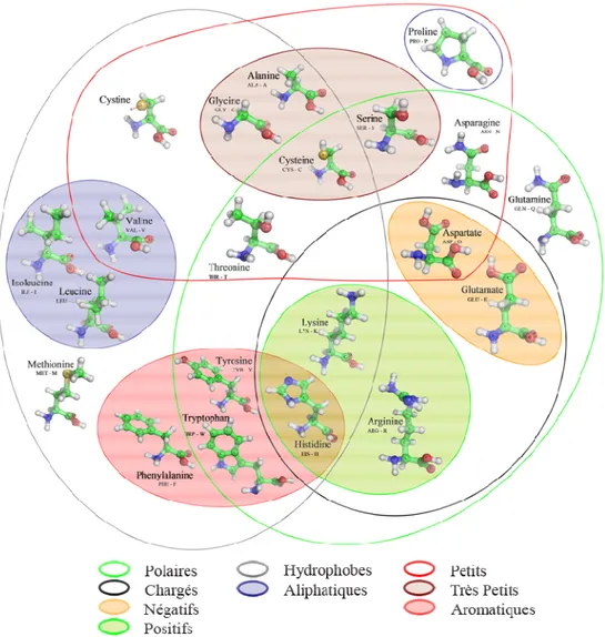 Figure 3. Diagramme de Venn regroupant les acides aminés en fonction de leurs propriétés physico- physico-chimiques