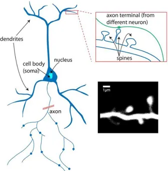 Figure  2:  Structure  of  a  neuron.  Dendrites  are  small  structures  which  receive  contributions  from  neighboring  neurons
