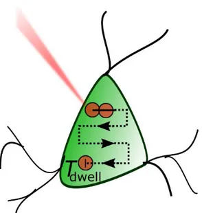 Figure 7:  Scanning illumination of one neuron. A raster scanning pattern is showed. Adapted from  (Ronzitti et al., 2017a)