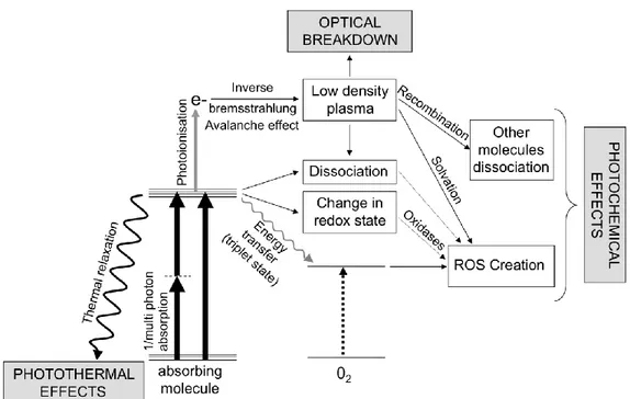 Figure  12:  Cascade  of  events  after  light  absorption  in  the  brain,  with  near  infrared  light  sources,  without  energy  considerations