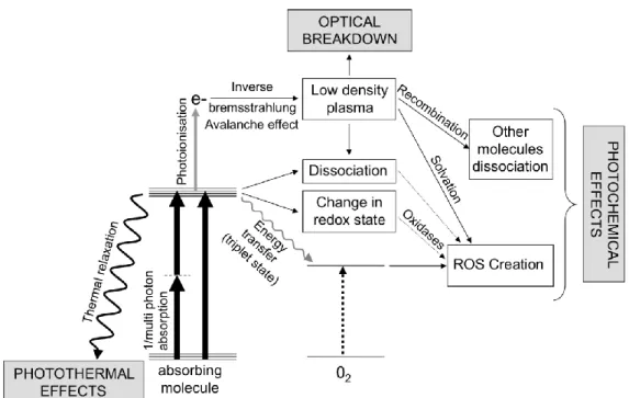 Figure  12:  Cascade  of  events  after  light  absorption  in  the  brain,  with  near  infrared  light  sources,  without  energy  considerations