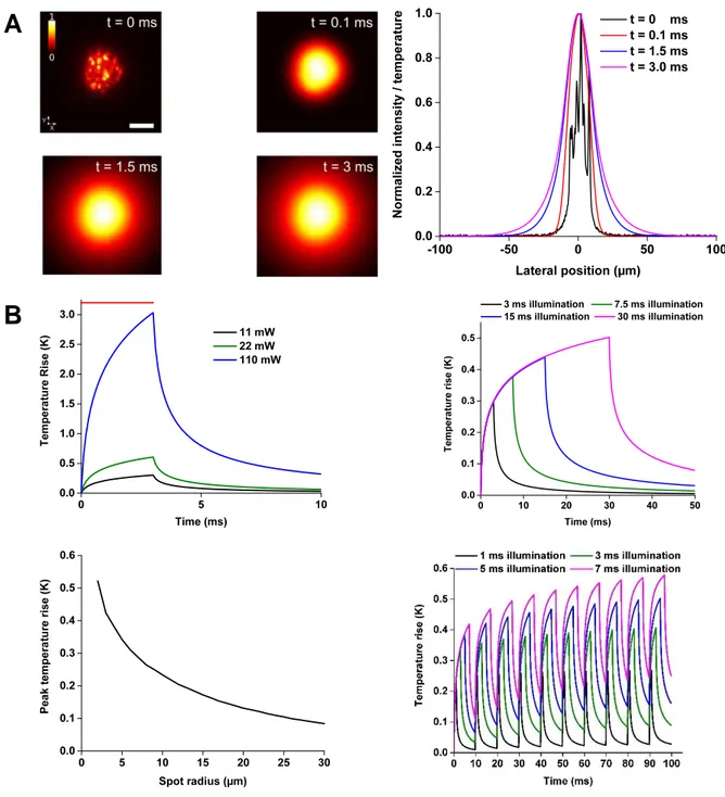 Figure  S3,  related  to  STAR  Methods.  Spatio-temporal  evolution  of  the  temperature  rise  generated  by  a  speckled 